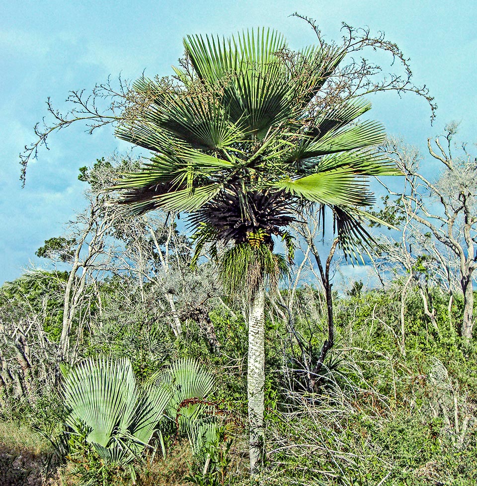 When they fall, they leave, like in this case, the trunk smooth. The profile of the leaves, wedge-shaped in young plants below, gets then orbicular. The interfoliar inflorescences, very ramified and tomentose, exceed 2 m and hang on the plant sides. Very slow growing palm, could be cultivated in a great variety of climate zones 