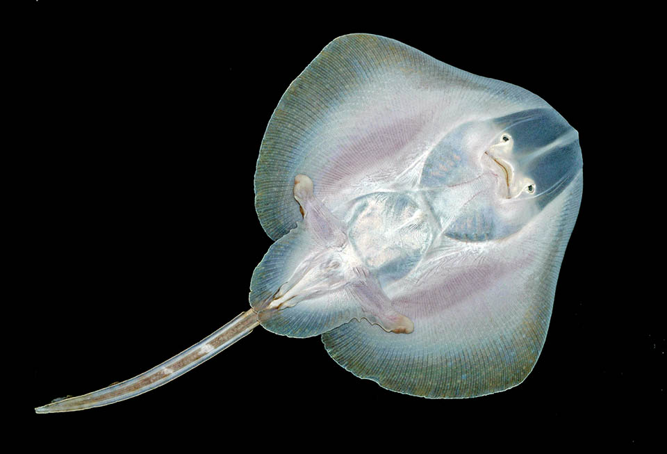 Vista ventral de un macho de Raja undulata. Las aletas pectorales, muy desarrolladas, forman un disco perfecto. Destacan también los dos pterigopodos utilizados para el apareamiento.