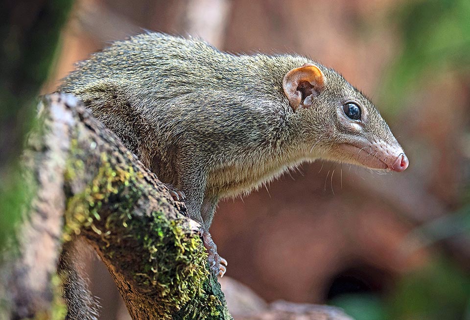 Northern Tupaia lives in pairs but is not a very affectionate species. The kids have a separate, unattended nest and, breastfed every two days, are left alone