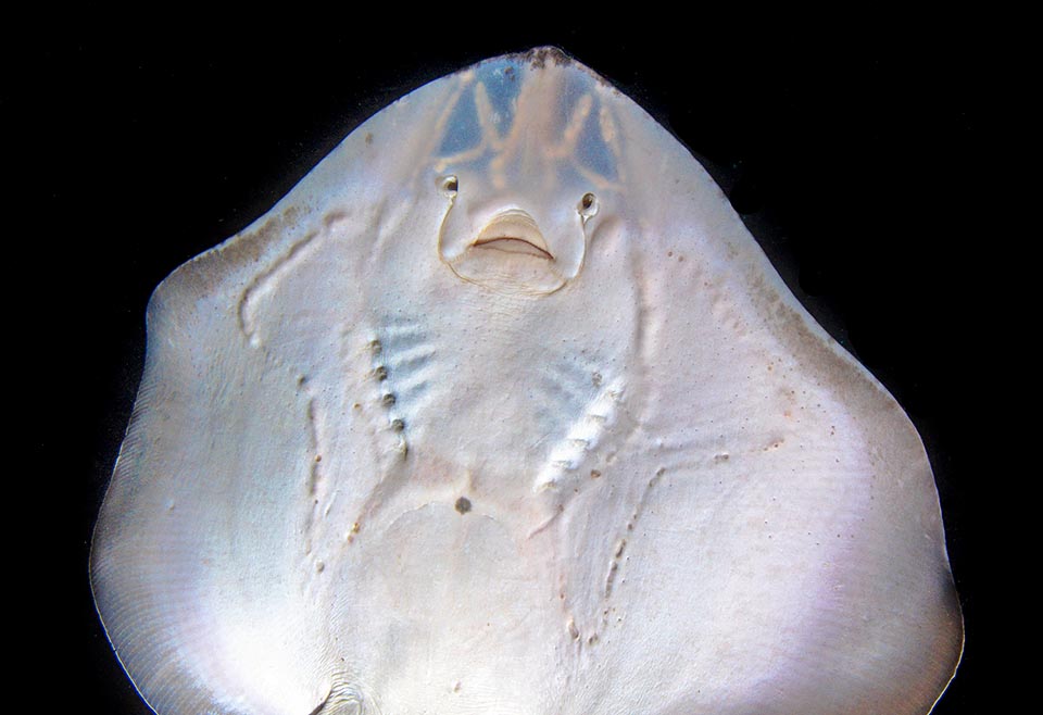 Here is well visible the outer run of the Lorenzini's Ampullae starting parallel to the fins and reach the body bending after a wide central groove 
