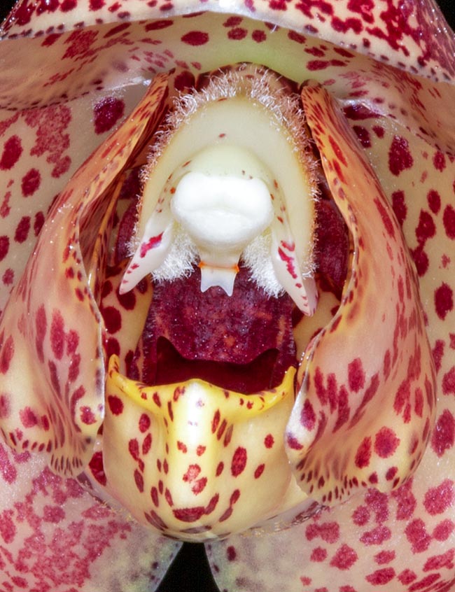 Flower enlarged detail. Below, we note the container of the nectar that emits a scent aphrodisiac for the males of Eufriesea concava, the pollinating bee of the species. Entering the flower this strikes during the meal the viscidium, the concave sticky white column below, visible at the centre of the image, that ends up glued on the back or the head of the insect carrying two voluminous pollen masses. They are destined for the female organ of another flower. To avoid consanguinity, the two sexes of this hermaphrodite species in fact mature in different times