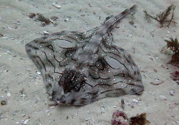 Raja undulata Monaco Nature Encyclopedia