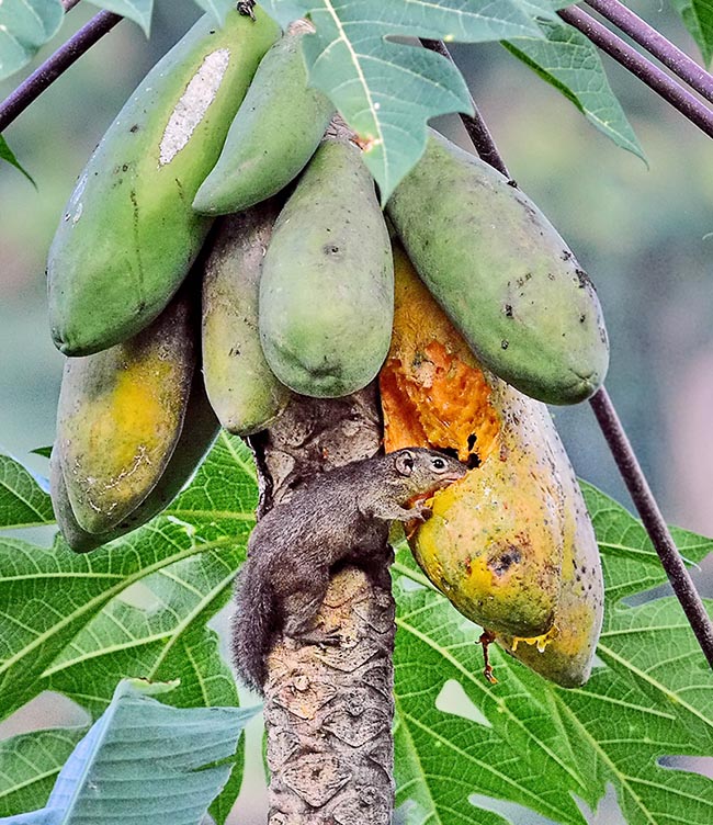 Il se nourrit principalement d’invertébrés, surtout de coléoptères, et de fruits. Commun dans les forêts tropicales et subtropicales humides jusqu’à des altitudes élevées, on peut également le rencontrer dans des milieux anthropisés tels que les plantations et les jardins