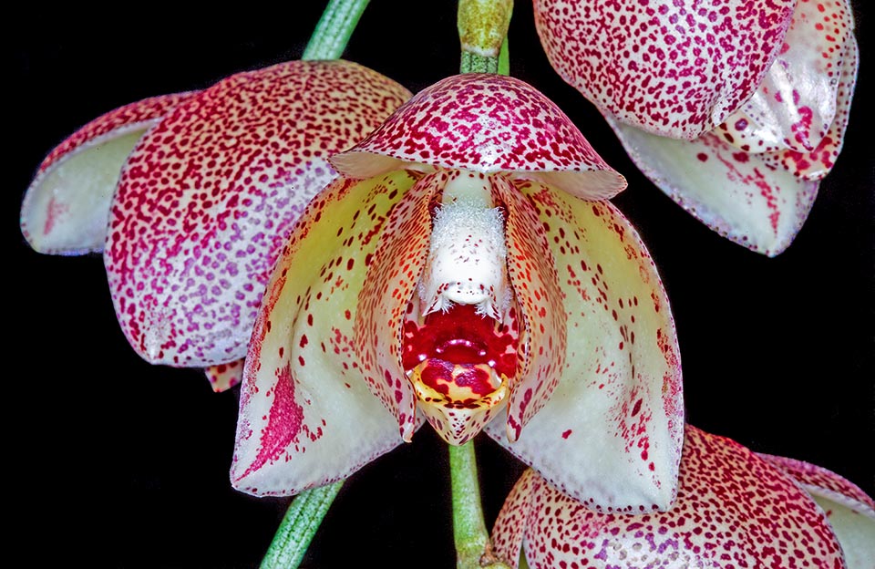 The beauty of the flower and the long-lasting inflorescence have obviously seduced collectors and presently Aniceta superba boasts several cultivars and eminent hybrids 