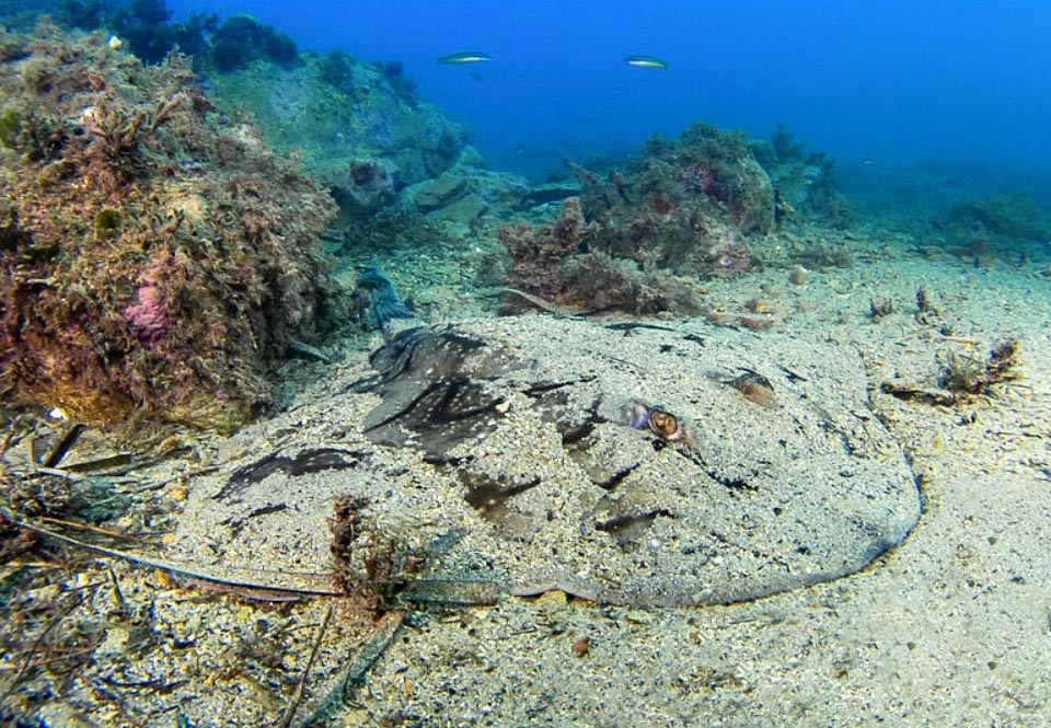 But sunken into the sand the Undulate ray hunts also in ambush the passing-by fishes, while resting during the day hours 