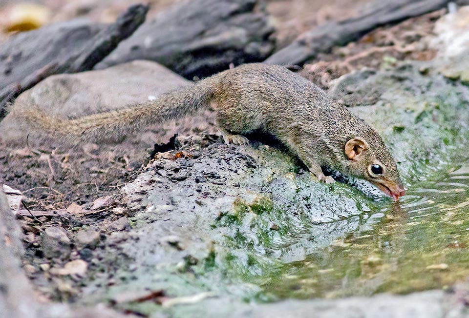 Il semble qu’il ne puisse tirer suffisamment d’eau de sa nourriture et qu’il ne soit en mesure de résister plus d’une journée sans boire 