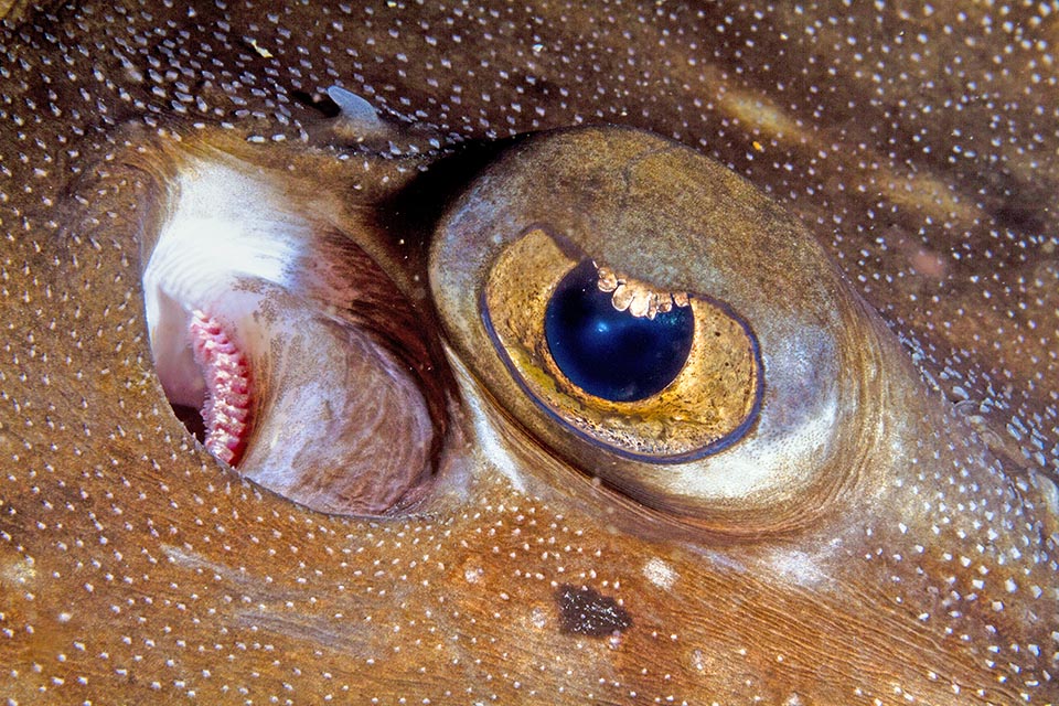 Détail de l'œil, toujours aux aguets et dépourvu de membrane nictitante, et du grand spiracle, à gauche, qui pompe l'eau chargée d'oxygène vers les branchies. Celle-ci sort ensuite des fentes branchiales sur le côté ventral, ce qui maintient la propreté des organes respiratoires aussi quand le poisson se repose enfoui dans des fonds boueux 