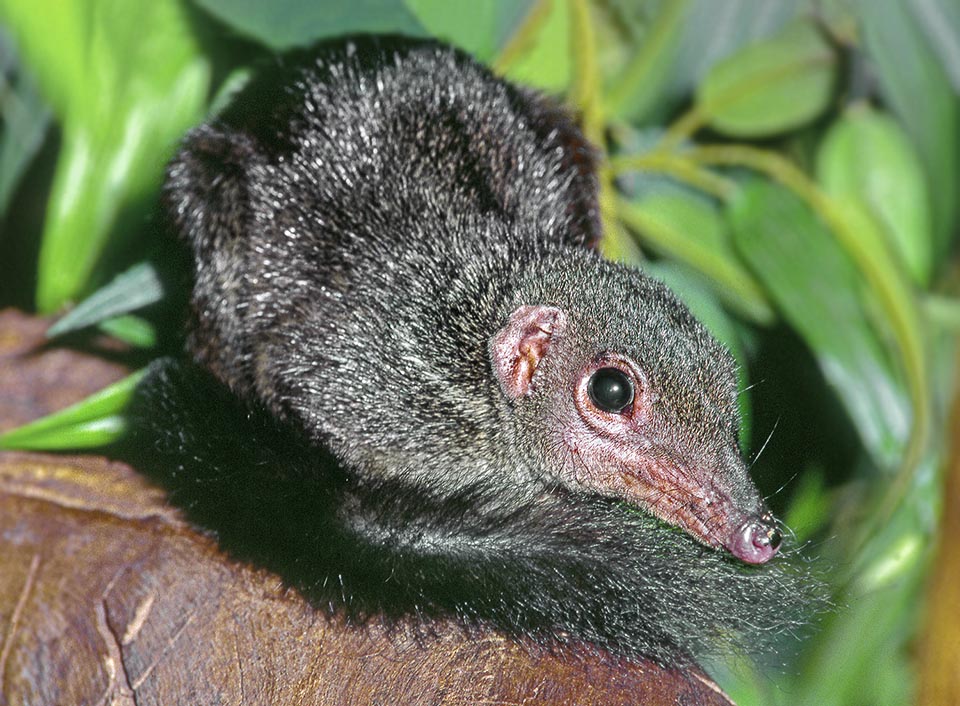 Il est devenu un animal de laboratoire pour l’étude de l’hépatite C. Ses yeux, semblables à ceux de l’homme, permettent d’approfondir les connaissances sur la rétine 