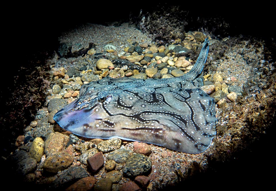 Elegante livrea mimetica dai tratti più marcati. Come nella prima foto sono visibili le spine della linea mediana dorsale che continuano sulla robusta appendice caudale 