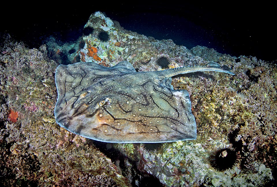 Mating may last even two hours. After about 25 days the females release on the bottoms up to 80 eggs, two at a time, for several weeks. Some of them are miserably thrown on the beaches by the heavy sea storms, but the species is mainly endangered by the very low resilience and the slaughters done by the trawling nets 