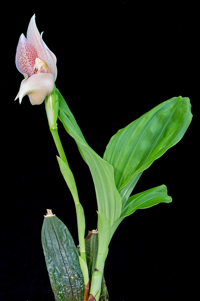 Anguloa uniflora is an altitude terricolous species of central Peru. It reaches the 80 cm with 20 cm pseudobulbs 
