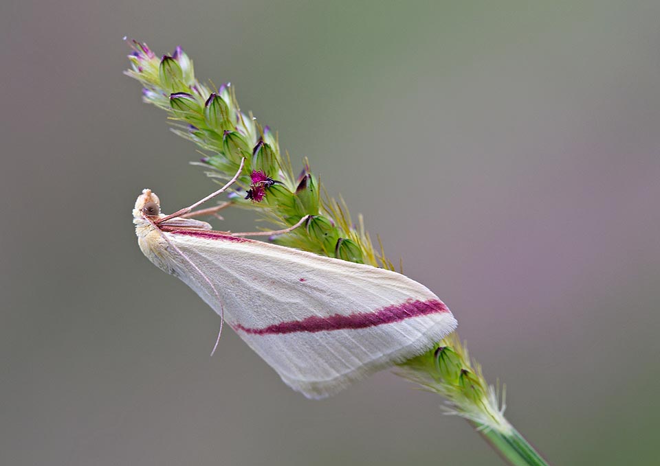 Female in white livery. As the scientific name evokes, the position of the wings of the Vestal (Rhodometra sacraria) while resting recalls the hands clasped in prayer 