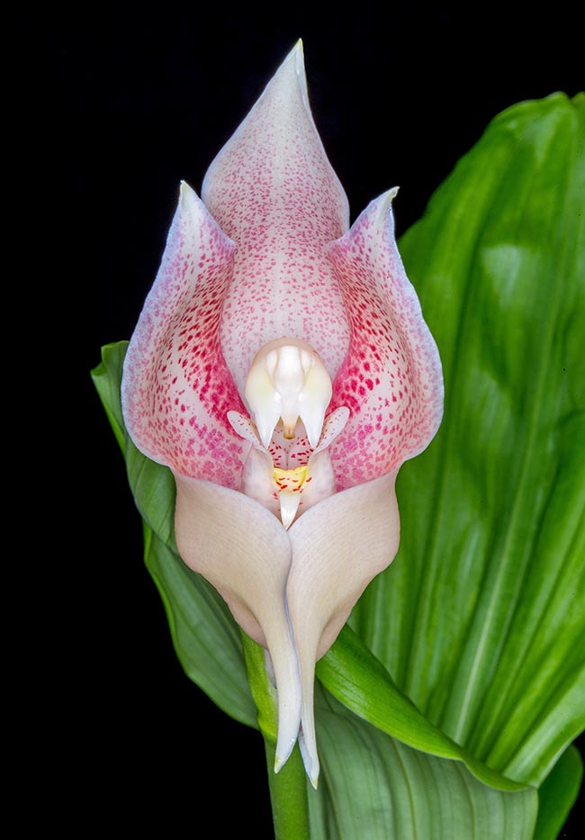 Due to the tulip-like flower, that seems to protect a baby inside, it is commonly called Swaddled babies orchid 
