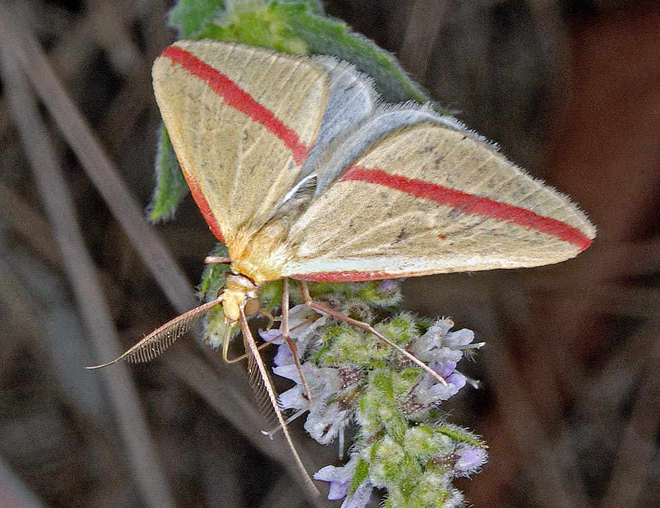 Sa couleur est très variable suivant la température subie par les pupes, mais il y a toujours, bien visible, une bande qui traverse le côté supérieur des ailes antérieures 