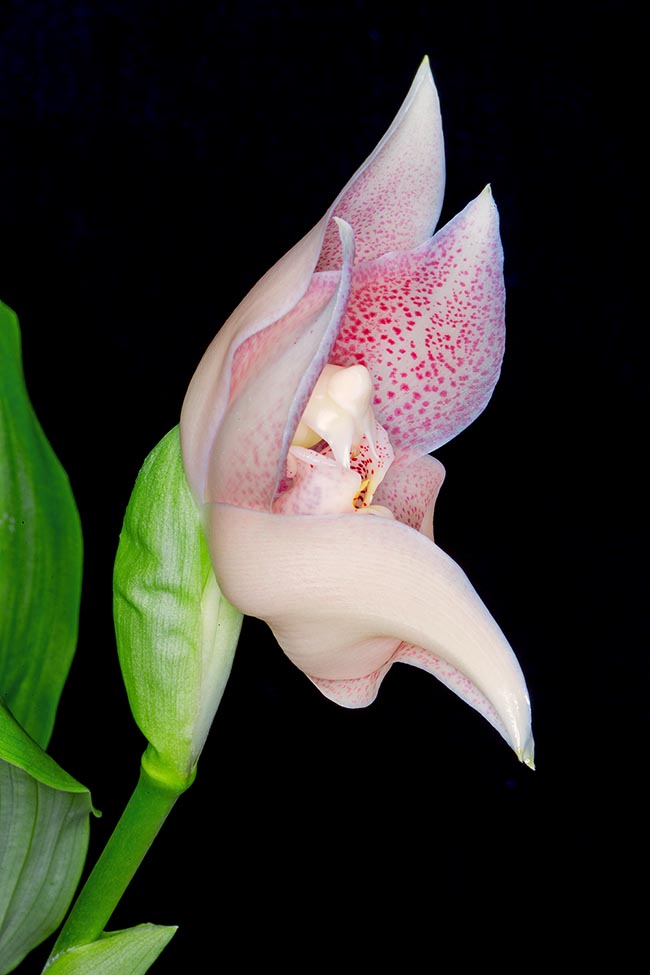 The flower, with delicate cinnamon and mint scent, is long lasting because where it grows the pollinators are rare 