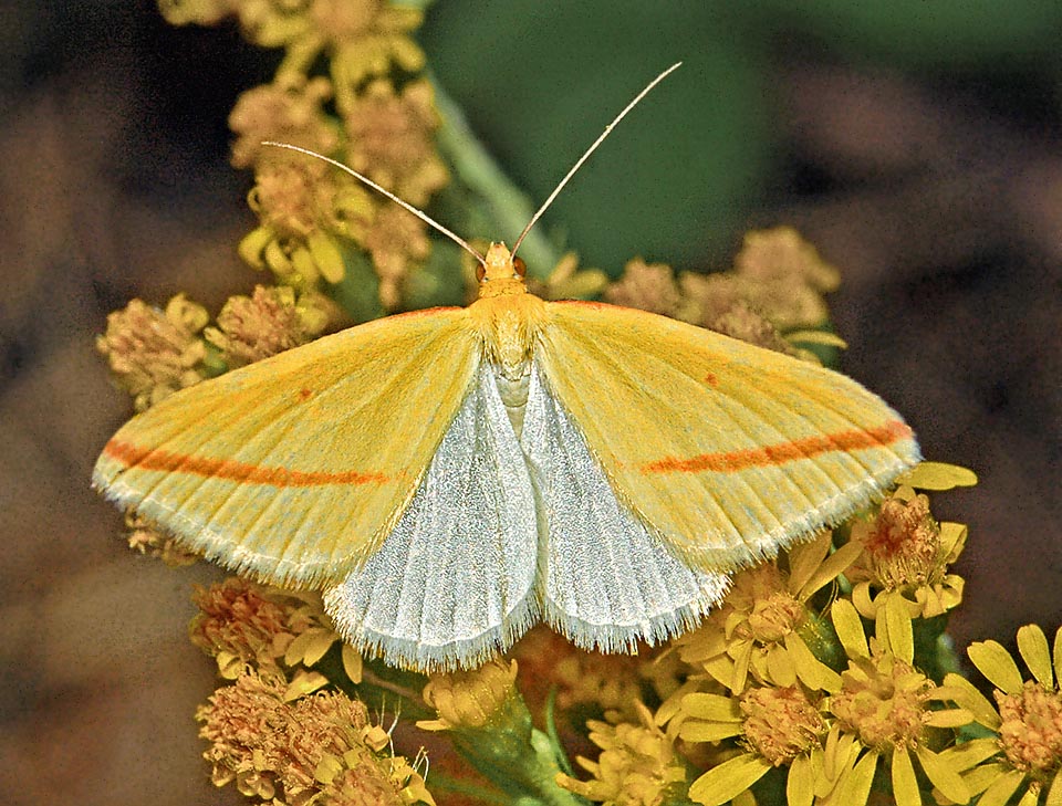 L’apertura alare di questa specie migratoria, presente in Asia, Nord Africa, Europa meridionale, Nord America, Cile e Argentina, è di appena 2-3 cm 