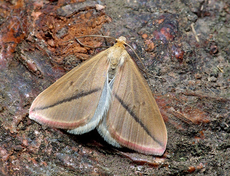 La franja de las alas, con tonalidades rojas, puede ser también negra, como en este macho oscuro que ha sufrido fuertes temperaturas durante la pupación 