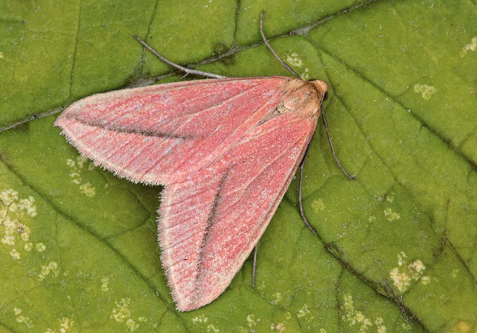 También es el caso de esta hembra de tonalidades rosáceas. Las bajas temperaturas durante la etapa larval producen libreas pálidas y barras rojas