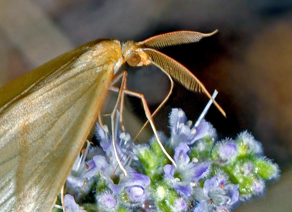 Males are at once recognized due to the bipectinate antennae several sensilla, done to intercept the sexual pheromones released by the virgin females 