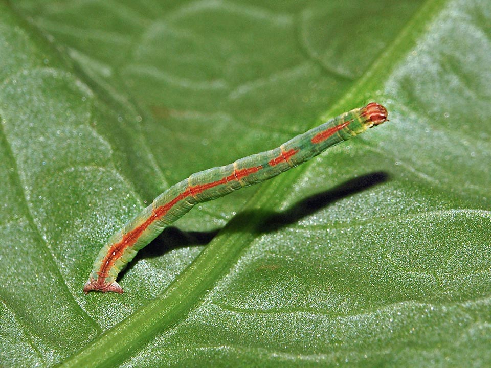 Oligopod larva in erect posture on pseudo legs present at sixth and tenth urite. It moves with compass-like movements like all geometrids. It eats herbaceous plants pertaining to the genera Rumex, Anthemis, Emex, Oxygonum, Persicaria and Rhus. In the warm sites the Vestal may do several annual generations 