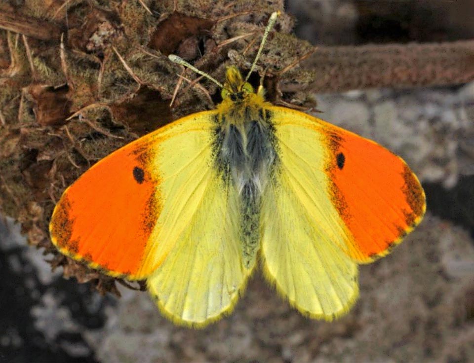 Con 3,5-4 cm circa d’apertura alare, l’Aurora dell’Etna (Anthocharis damone) è presente anche in varie località mediterranee dove vegeta Isatis tinctoria, la sua pianta ospite 