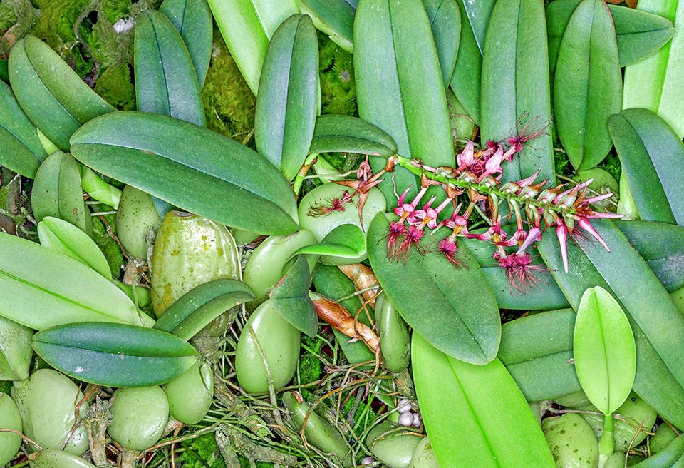Small, 10-20 cm tall, epiphyte, has lenticular pseudobulbs, grouped on the rhizome, with only one up to 13 cm long leaf. The 7-18 cm loose inflorescence has 12-32 flowers