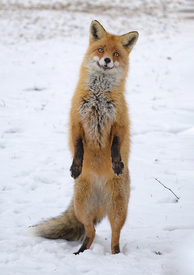 Symbol since old times of cunning and deception in many legends and common sayings, the Red fox (Vulpes vulpes) covers a vast range and is now present in all the boreal hemisphere but in the deserts of USA, Mexico and Sahara 