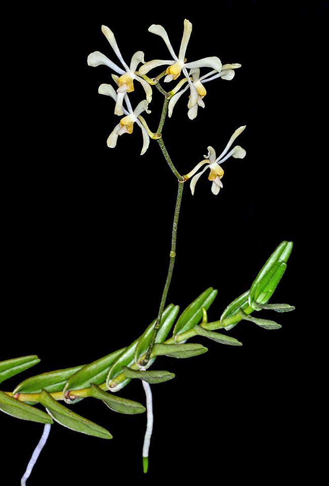 Menacée d'extinction dans la nature Aranda hookeriana est un épiphyte ou un lithophyte de Malaisie, Vietnam et Bornéo