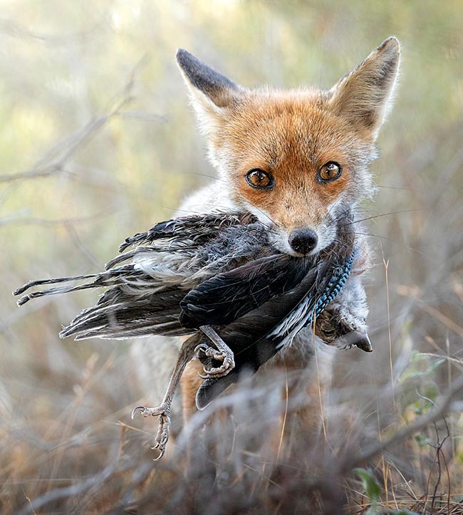 Aquí, en cambio, la presa es un arrendajo (Garrulus glandarius) 