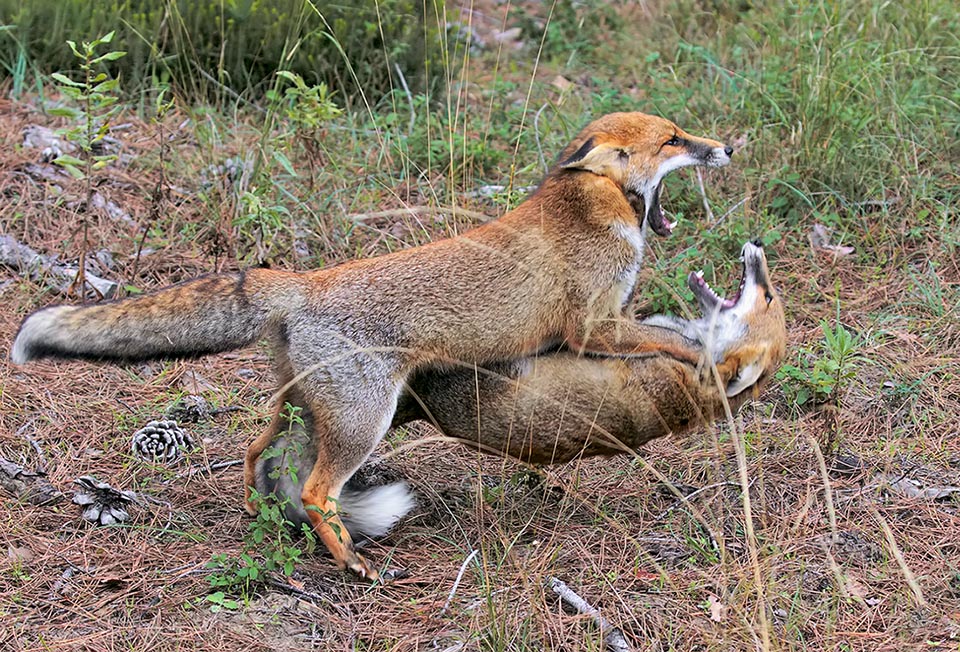 En période de reproduction, stimulés par la forte odeur émise par les femelles, les renards sont particulièrement territoriaux et les combats entre mâles sont fréquents 