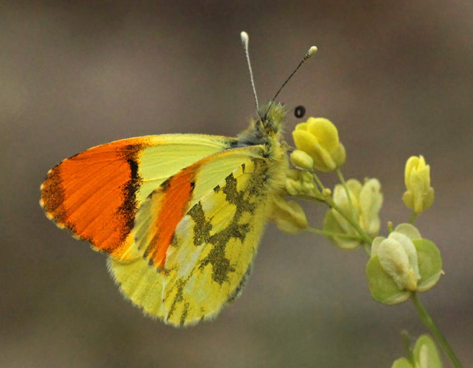 Vi è un notevole dimorfismo sessuale. La pagina superiore delle ali dei maschi è infatti di colore giallo carico con inconfondibili macchie apicali arancioni sulle anteriori