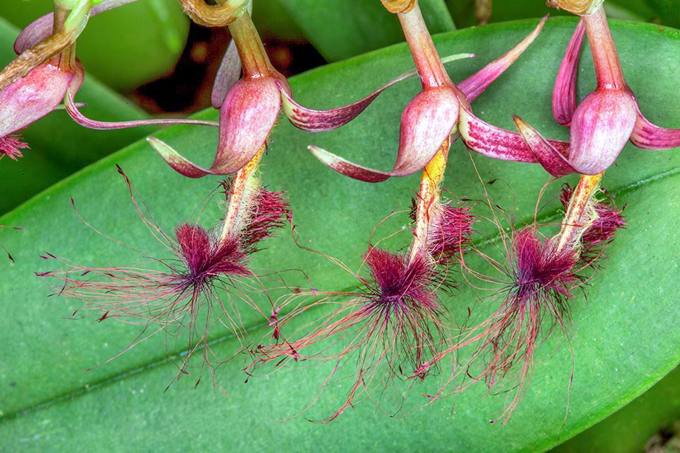 The 2,5 cm long flowers emit a rotten meat odour, because they are pollinated by flies attracted by the tuft of reddish hairs of the lip, mobile at the first breeze