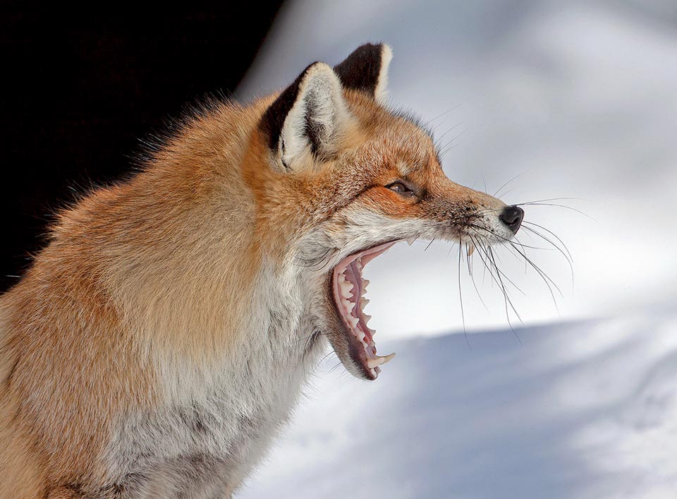 The snout is particularly elongated, the ears triangular and the dentition is not too far from the typical one of canids but with teeth proportionally smaller 