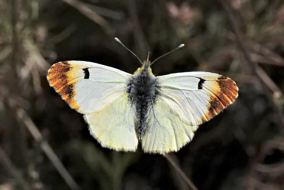 Les femelles, plus grandes, sont blanches côté dos avec des taches apicales noires alors que la face inférieure des ailes postérieures est similaire avec de motifs verdâtres 