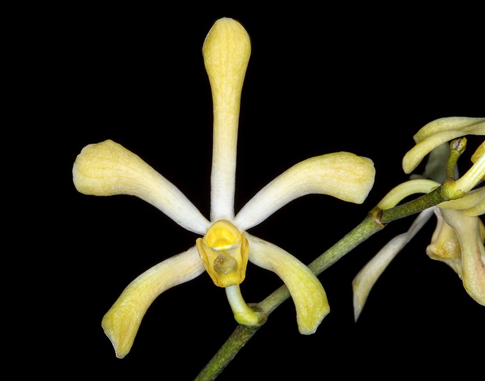 La varietà Arachnis hookeriana var. luteola ha tonalità gialle, più intense all’apice dei tepali, mentre il labbro è giallo pallido.