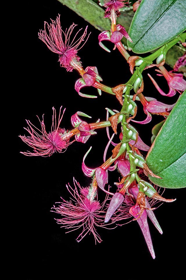 Por este guiño continuo, similar a un parpadeo enfatizado por el movimiento del labio, en el pasado se planteó la hipótesis de que esta especie era el eslabón perdido entre el mundo de las plantas y el de los animales