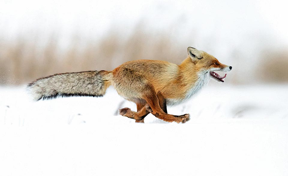 La longitud del cuerpo varía de 45 a 90 cm. La cola puede medir entre 35 y 50 cm y sirve para equilibrar el peso durante la carrera, donde alcanza una velocidad de 72 Km/h 