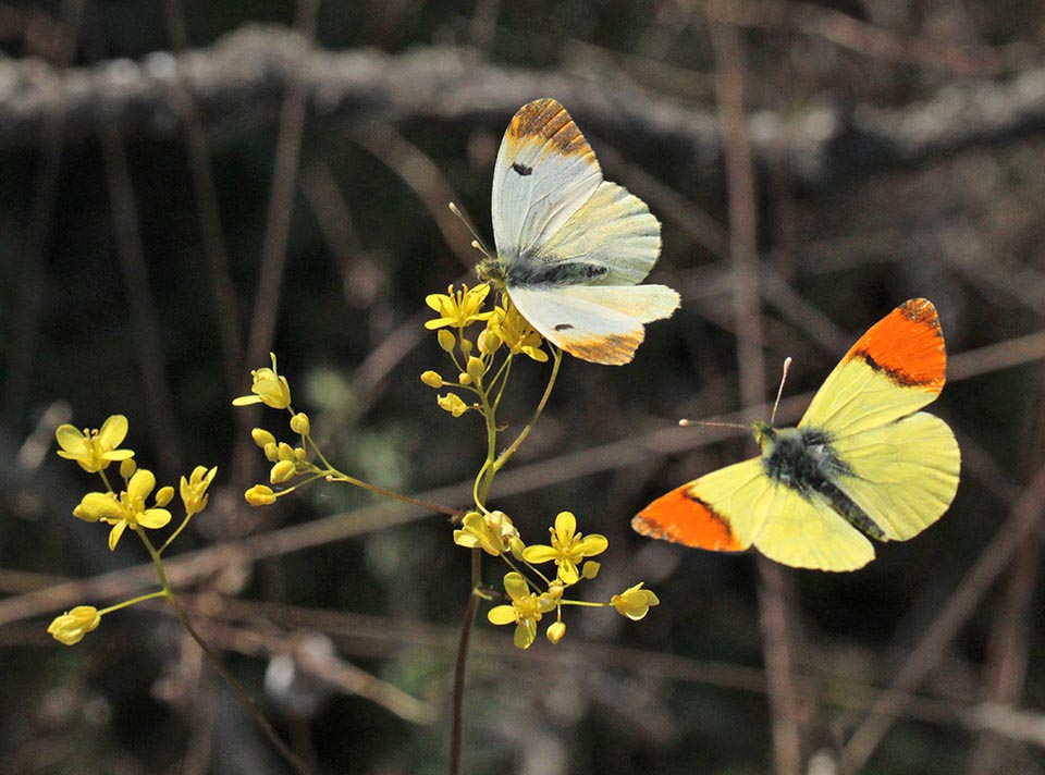 Un couple. Le mâle en vol est attiré par les fleurs d'Isatis tinctoria, la plante-hôte, et par les phéromones émises par la femelle