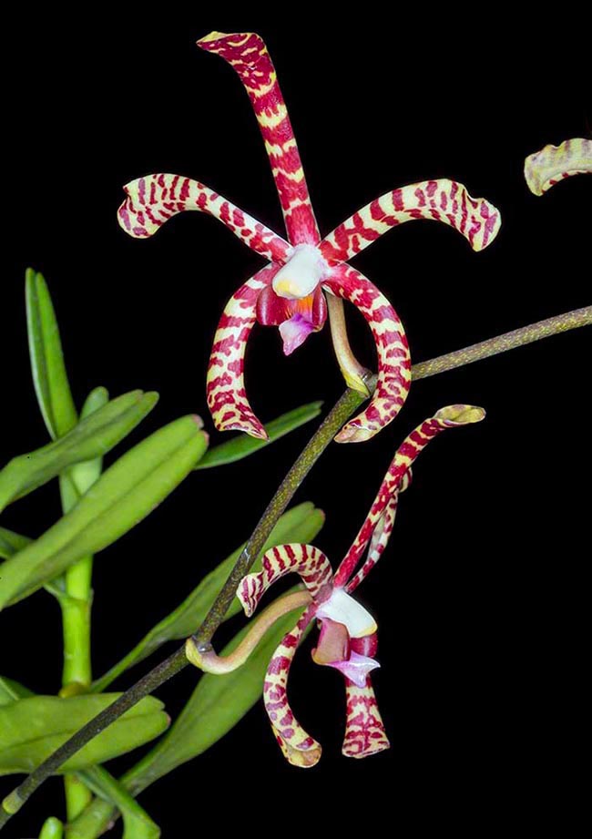 Arachnis × maingayi è un ibrido naturale con Arachnis flos-aeris. Il fiore sembra proprio un ragno o uno scorpione