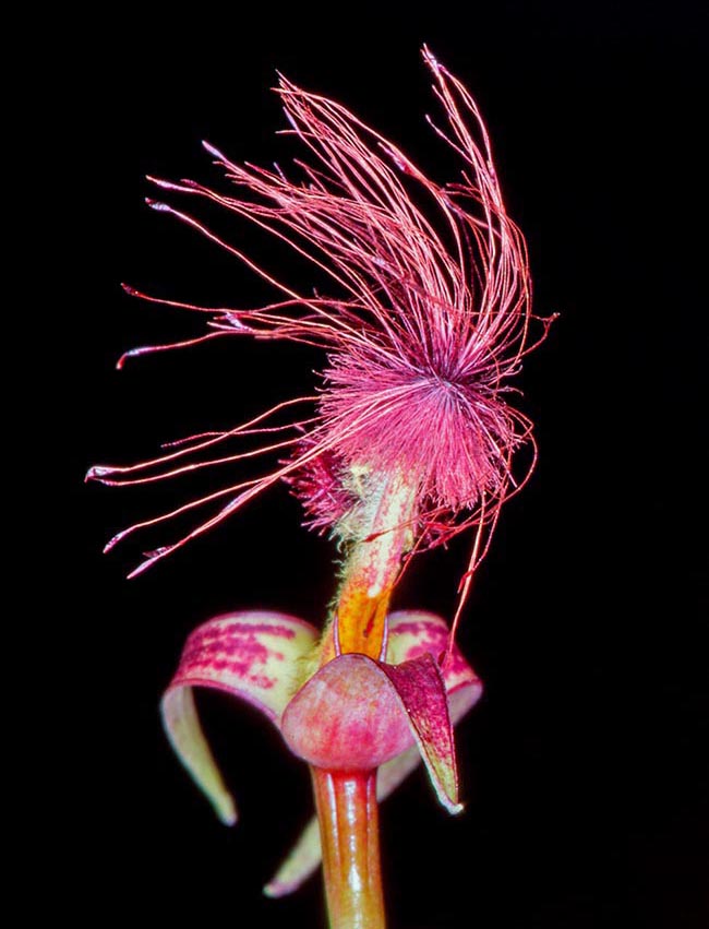 De origen africano, Bulbophyllum barbigerum es una orquídea en peligro de extinción con una flor inusual