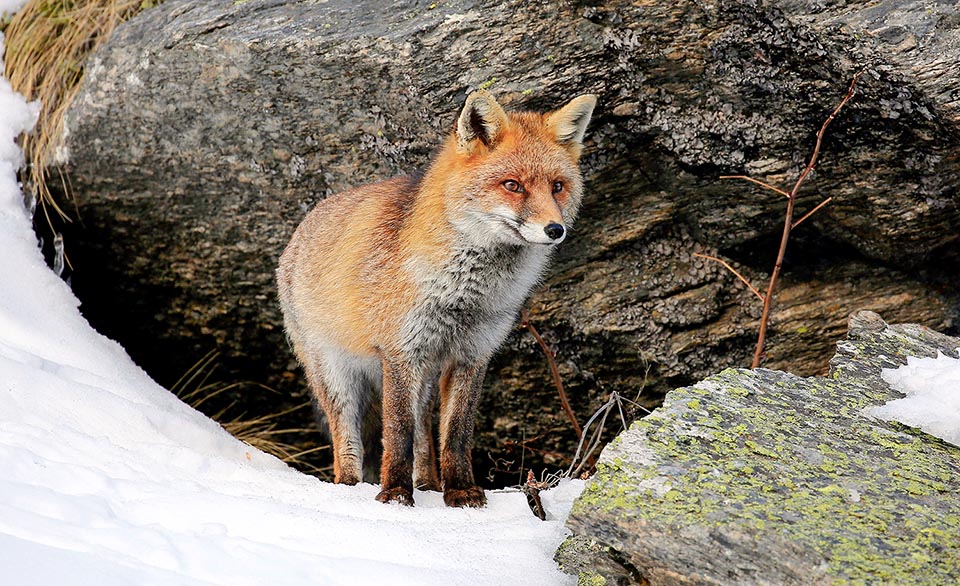 The weight varies from 2,5 to 14 kg, with males usually bigger than females. Moreover, it distinguishes from the other canids for the decidedly shorter legs 