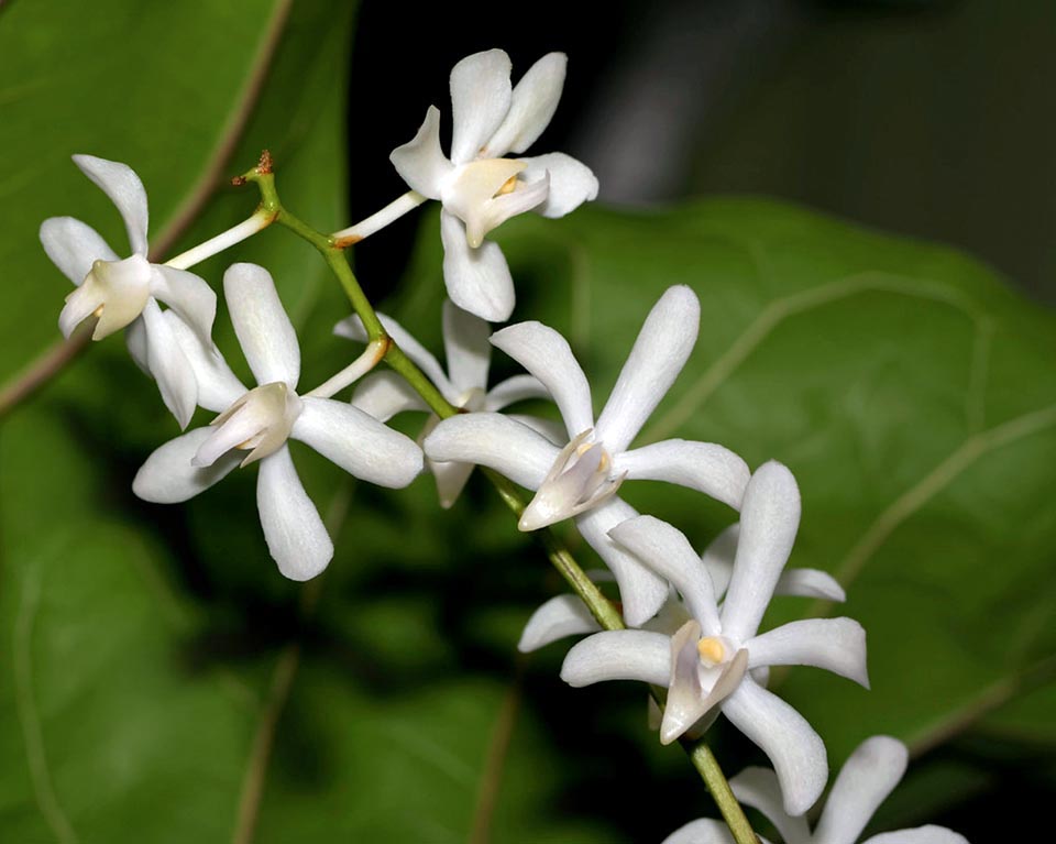 Il existe aussi de nombreux hybrides issus d'autres genres. Ici par exemple Aeridachnis Bogor 'Apple Blossom Alba' obtenue par croisement avec Aerides odorata 