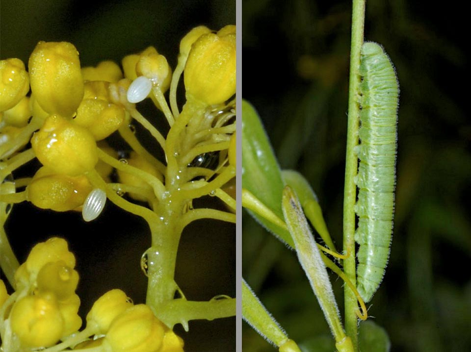 Uova appena deposte con i rilievi caratteristici del corion (a sinistra) e una larva che ha già assunto la colorazione verde (a destra) 