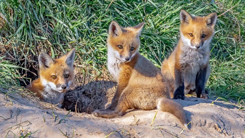 Después de una gestación de unos 50 días, a mediados de la primavera, la hembra da a luz de tres a cinco crías. Vulpes vulpes no es una especie en peligro de extinción