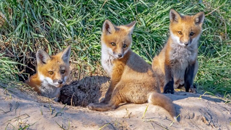 Vulpes vulpes Monaco Nature Encyclopedia