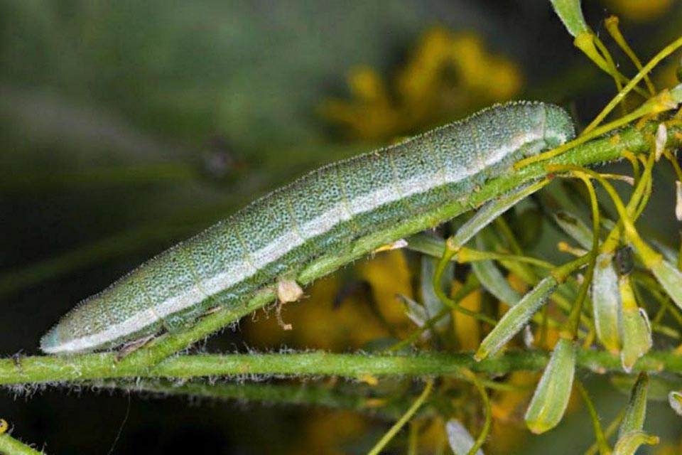 La crescita del bruco si completa in due mesi circa. Qui una larva matura, prossima a impuparsi 