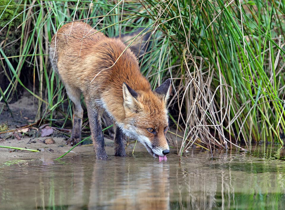 One of the most important characteristics of this species is its capacity to adapt to any type of environment, from the sea level up to the high mountain