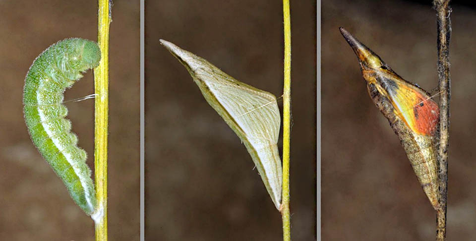 Étapes successives de la métamorphose de Anthocharis damone. À gauche une éopupe entourée d'un solide cordon de soie qui lui sert à se fixer solidement au support, au centre une pupe néo-formée ressemblant à la coque d'un bateau. La pupe de droite laisse entrevoir les ailes rouge orange d'un mâle prêt à s'envoler 