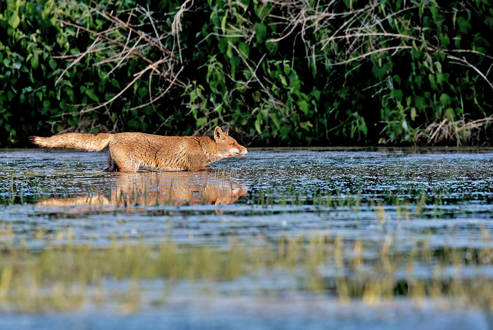 Aquí está cazando en un pantano, aunque la mayoría de sus presas no viven en hábitats acuáticos 