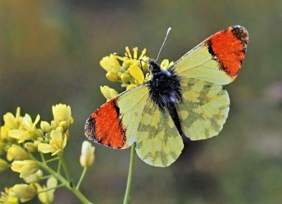 Eccolo su Isatis tinctoria. L’Aurora dell’Etna è oggi a rischio perché a causa dei mutamenti climatici la fioritura della pianta è spesso in anticipo sulla presenza degli adulti 